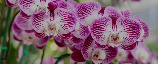 Report-text-Orchid